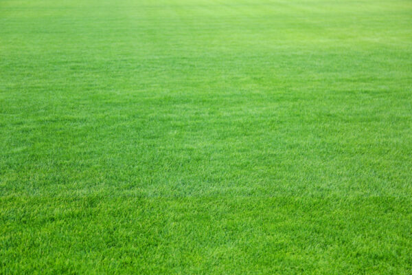 green lawn