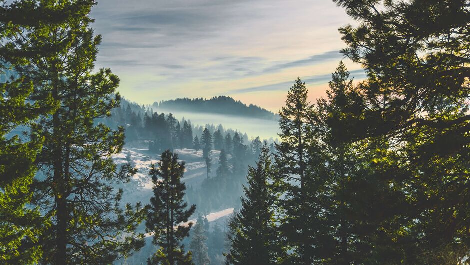 A view of pine trees and mountains in Idaho.